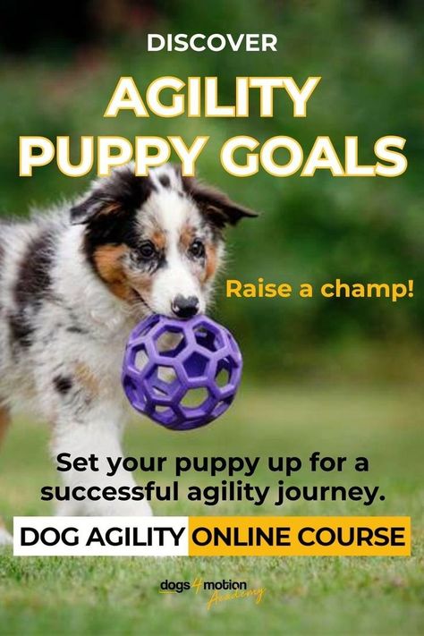 Set your puppy up for a successful agility journey with this dog agility online course. Discover puppy goals for agility and raise a champ by building on the right foundations, establishing teamwork with your dog, and building an understanding from a young age. This 12-week long program for puppy owners includes everything from dog agility videos and dog exercises that require minimal agility equipment to tricks for puppies, and much more. Are you ready to conquer agility with your pup? Agility Workouts, Crate Training Puppy, Agility Training For Dogs, Dog Exercise, Leash Training, Puppy Training Tips, Best Puppies, Agility Training, Body Awareness