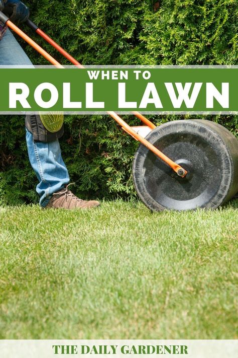 When to Roll Your Lawn? Yard Grading, Lawn Roller, Lawn Rollers, Lawn Edger, Growing Grass, Diy Lawn, Healthy Lawn, Grass Roots, Tiny Plants