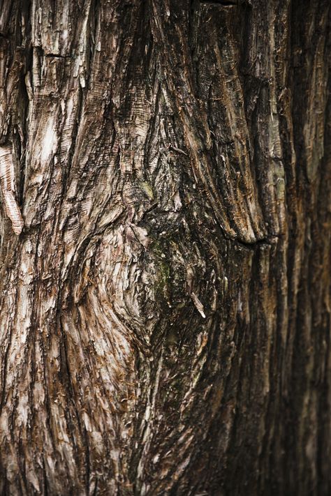 Log Texture, Tree Trunks Art, Tree Trunk Painting, Forest Close Up, Bark Idea, Tree Close Up, Earth Texture, Treehouse Illustration, Tree Trunk Texture