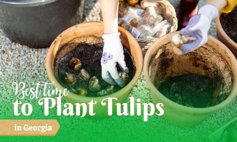 When to Plant Tulips in Georgia? (Best time) Tulips In A Pot, Tulips In Pots, How To Grow Tulips, Tulip Care, When To Plant Tulips, Grow Tulips, Plant Tulips, Wood Chip Mulch, Growing Tulips