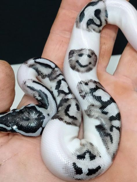 Snake With Smiley Face, Pretty Snake Drawing, Pretty Snakes Beautiful, Aesthetic Snakes, Snake Types, Snake Pic, Fluffy Snake, Snakes Cute, Snakes Python