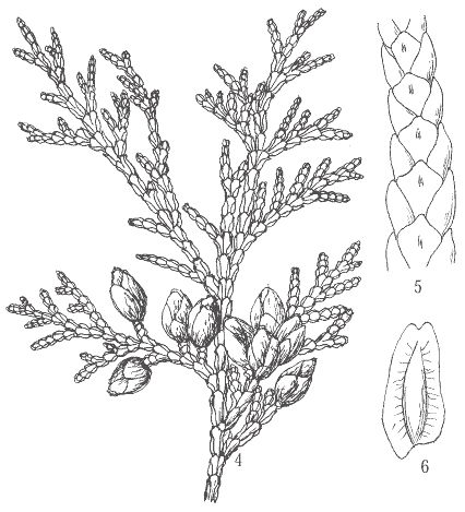 White cedar illustration Cedar Branch Drawing, Cedar Sprig Tattoo, Cedar Branch Tattoo, Cedar Drawing, Cedar Tree Drawing, Cedar Illustration, Cedar Tattoo, Cedar Branch, Shakespeare Garden