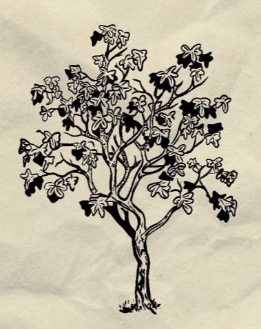 Sylvia Plath Fig Tree, Sylvia Plath Tattoo, Adventure Time Tattoo, M Tattoos, Tattoo Themes, Cute Tiny Tattoos, Sylvia Plath, Tree Tattoo, Fig Tree