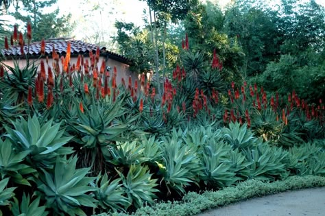 Ganna Walska, Ground Plants, Beach House Landscaping, Tropical Gardening, Agave Attenuata, California Garden, Dry Garden, Desert Garden, Mediterranean Garden