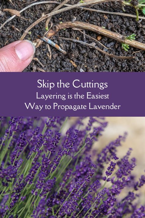 Propagate Lavender From Cuttings, Pruning Lavender Plants, Phenomenal Lavender, Propagating Lavender, Lavender Cuttings, Lavender Pruning, Propagate Lavender, Lavender Growing, Lavender Plant Care