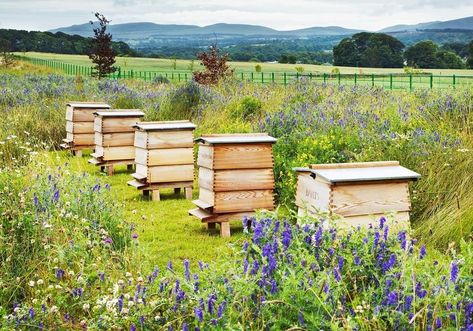 Robert Wilson, Future Farms, Farm Lifestyle, Bee Farm, Art And Nature, Scottish Art, Scandinavian Art, Save The Bees, Country Gardening