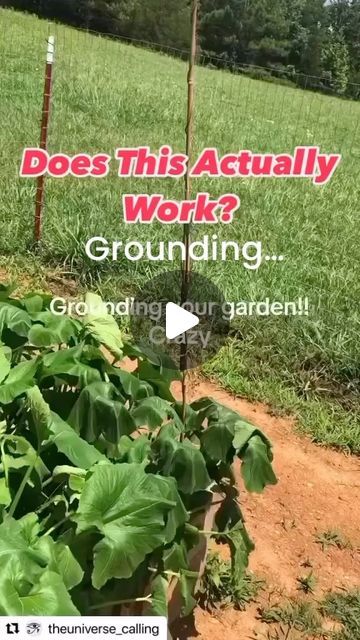 Back Yard Bountiful | Future Ranch Owners on Instagram: "We learn from others. We are looking at ways to improve our yield. Have you had any experience with grounding? Finding ways to improve your garden yield is so important. #growyourown #vegetablegarden #selfsufficiency" Grounding Your Garden, Grounding Garden, Field Garden, Electromagnetic Field, Plant Illustration, January 1, Grow Your Own, Backyard Garden, Vegetable Garden