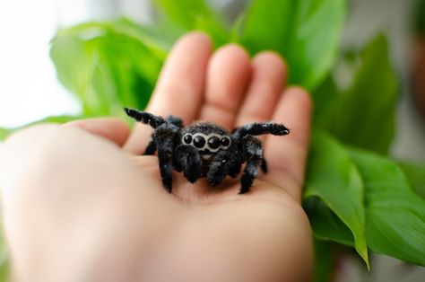 Cute Jumping Spider, Alphabet Letters To Print, Kawaii Monster, Creepy Gift, Spider Toy, Pet Spider, Spider Decorations, Cool Bugs, Pink Toes