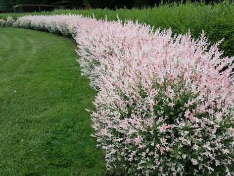 Salix 'Hakuro Nishiki' Variegated Willow - Hello Hello Plants & Garden Supplies Dappled Willow Tree, Willow Bush, Sitting Garden, Salix Integra, Fast Growing Shrubs, Dappled Willow, Fast Growing Trees, Fast Growing Plants, Fence Ideas