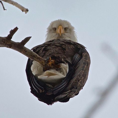 Eagle on a branch looking down An Eagle