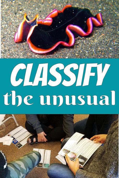 In this classification and taxonomy activity, students must classify unusual marine animals and provide justification for their decisions! Biology Classification Activities, Zoology Project Ideas High School, Taxonomy Classification Activities, Marine Biology Activities High School, Biology Classification, Biology High School, Biology Activities High School, Taxonomy Biology, Animal Classification Activity