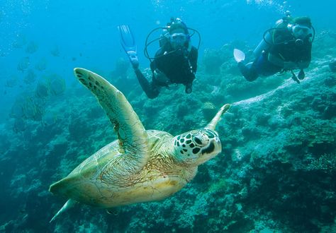 Between November and March is the best time to see Heron Island's turtles. Turtles Photography, Sea Turtle Painting, Turtle Day, Loggerhead Sea Turtle, Creature Marine, Turtle Time, Turtle Swimming, African Cichlids, Tortoise Turtle