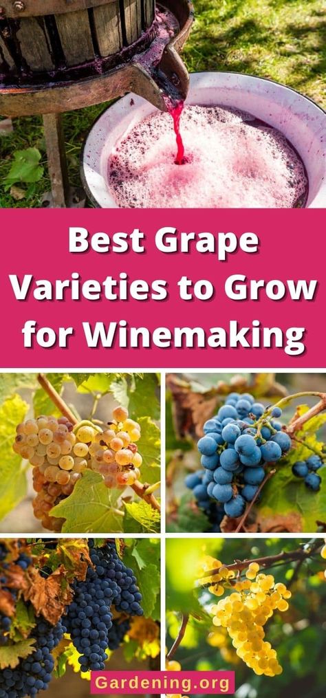 Best Grape Varieties to Grow for Winemaking When Are Grapes Ready To Pick, Grow Grapes From Seeds, How To Plant Grapes Seeds, Making Wine From Concord Grapes, How To Grow Grapes, Growing Wine Grapes, Backyard Vineyard, Syrah Wine, White Wine Grapes