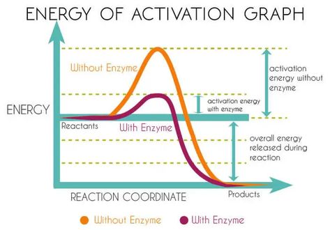 enzyme-action-energy-of-activation-graph Peptide Bond, Hydrogen Atom, Covalent Bonding, Energy Activities, Cell Biology, Amino Acids, Classroom Ideas, Biology, Energy