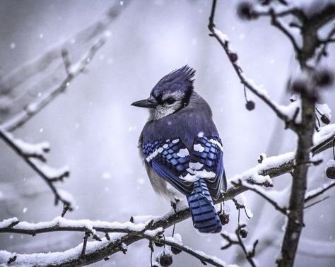 Snow Tattoo, Blue Jay Bird, Wild Animals Photography, Snow Photography, Animal Magic, Animal Coloring Books, Winter Photos, Wildlife Paintings, Winter Wallpaper