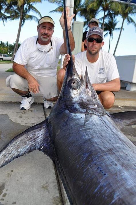 Capt. Jay has been fishing since he was 18 months old; this is a true story. He has been fishing on boats since he was 13 yrs old and is one of Miami's most experienced fishermen. He has numerous IGFA records and has assisted clients in catching IFGAs onboard The Spellbound. Capt Manny has been fishing for nearly as long as Capt. Jay and the two have known each other since they were 12 yrs old. With over 27 yrs of professional fishing experience he uses his knowledge to get you on the fish fast. Marlin Fishing, Fishing Lights, North Miami Beach, Offshore Fishing, River Fishing, Fishing Charters, Fish In A Bag, Deep Sea Fishing, Sea Fishing