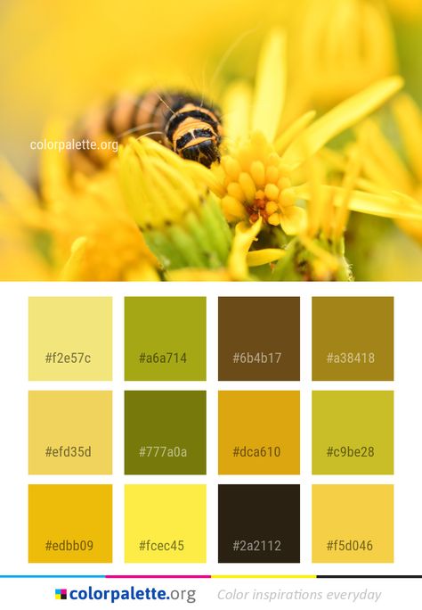 Bee Color Palette, Baby Bumble Bee, Graphics Design Inspiration, Colors Inspiration, Color Schemes Colour Palettes, Palette Art, Honey Colour, Bee Design, Colour Schemes