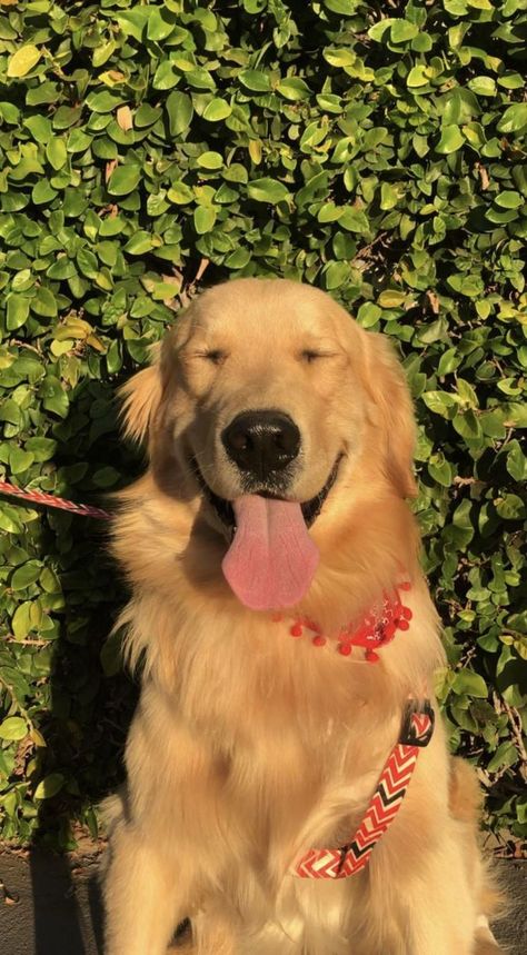 Golden Retriever Wallpaper Aesthetic, Cute Golden Retriever Aesthetic, Golden Dog Aesthetic, Golden Retriever Aesthetic, Golden Retriever Wallpaper, Perros Golden Retriever, Sweet Aesthetic, Golden Puppies, Super Cute Puppies