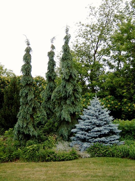 Tree Groupings Landscape, Mountain Retreat Landscaping, Landscaping Pine Trees, Weeping Spruce, Weeping White Spruce Landscape, Trautman Juniper, Privacy Landscaping Between Houses, Lateral Pelvic Tilt, Weeping White Pine