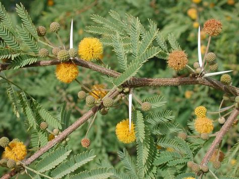 Acacia farnesiana Acacia Baileyana, Syringa Vulgaris, French Lilac, Lilac Bushes, Acer Palmatum, Tree Seeds, Essential Oil Scents, Cactus Y Suculentas, Spring Blooms