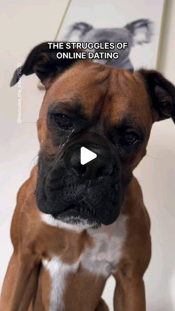 Boxers Owner on Instagram: "The catfish is real 🤡   Follow us @boxers.owner  Follow us @boxers.owner  Follow us @boxers.owner   ••••••••••••••••••••••••••••••••• Credit📸 @hercules_the_boxer2020 ••••••••••••••••••••••••••••••••• (DM for credit or removal/ No copyright intended.All rights are reserved & belongs to their respective owners.If there any roblem in the post please dm us,we try to fixed it🙂🙂) - - - #boxersofinstagram #boxerdog #boxerpuppy #boxers #boxergram #boxerlove #boxeraddict #boxerdogs #boxerworld #boxerlife #boxernation #boxerlover #boxer🐶 #boxerpup #boxerpuppies #boxerplanet #boxermix #boxerlovers #boxersmile #boxermom #boxersoninstagram #boxeroftheday #boxerofinstagram #boxerbreed #boxerdogfans #boxerdogsofinstagram" Brindle Boxer Puppies, Cute Boxer Puppies, Boxer Breed, Boxer Dogs Funny, Brindle Boxer, Puppy Finder, Boxer Mom, Relatable Funny, Funny Boxer