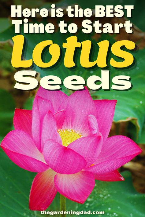 Are you looking forward to starting your Lotus seeds? This link will go over the tips and tricks to get the best seeds you can and grow beautiful Lotus flowers. #Thegardeningdad #Lotus #Garden Grow Lotus From Seed, Growing Lotus From Seed, How To Grow Lotus Seeds, Starting Flowers From Seeds, Cosy Homes, Lotus Flower Seeds, Flowers From Seed, Lotus Garden, Lotus Seeds