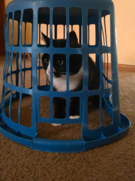 Ramones in cat jail! It even has a little slot to put his food dish through. Cat In Jail, Jail Aesthetic, Goofy Pics, Bad Cat, Prison Cell, Goofy Pictures, Bad Cats, Meow Meow, Cat Stuff