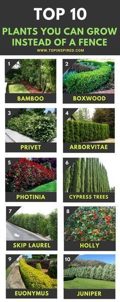 Cerca Natural, Yard Privacy, Privacy Plants, Natural Fence, Backyard Fence, Privacy Landscaping, Backyard Privacy, Farmhouse Landscaping, Cypress Trees