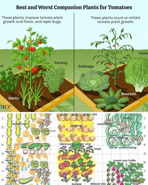 Companion Planting Layout, Black Eyed Susan Vine, Pea Trellis, Companion Planting Chart, Planting Combinations, Companion Gardening, Garden Companion Planting, Planting Guide, Bush Beans