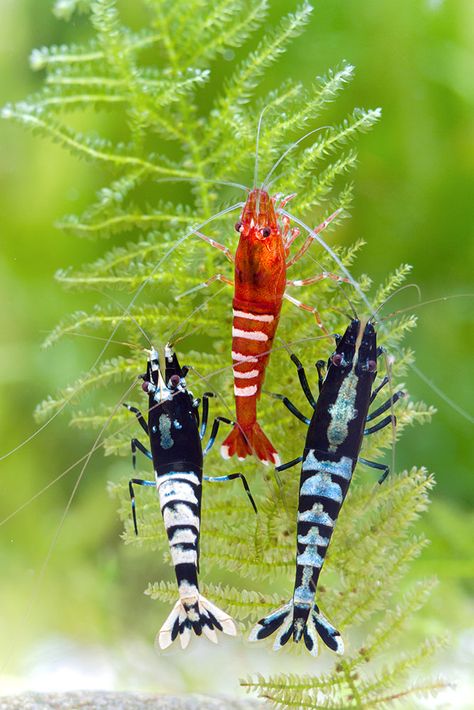 International Shrimp Competition Announced - AMAZONAS Magazine Freshwater Shrimp, Aquarium Shrimp, Tropical Fish Tanks, Tropical Fish Aquarium, Pretty Fish, Fresh Water Fish Tank, Shrimp Tank, Aquascape Aquarium, Pet Fish