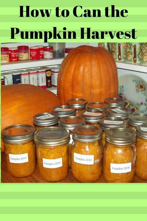 Pumpkins are easy to can and will supply your family with muffins, pies, cakes and scones all year long. Canning Pumpkins, Canning Pumpkin Puree, Sterilizing Canning Jars, Cooked Pumpkin, Straw Bale Garden, Freezing Recipes, Canned Pumpkin Recipes, Pumpkin Cobbler, Ball Blue Book