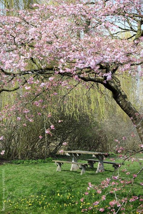 Cherry Blossom Tree Garden, Cherry Blossom Backyard, Picknick Table, Simple Living Aesthetic, Light Scenery, Cherry Blossom Garden, Garden Core, The Cherry Orchard, Cherry Orchard