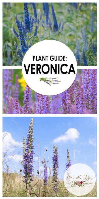 Veronica Flower Perennials, Veronica Plants, Veronica Flower Bouquet, Veronica Plant Perennials, Veronica Perennial, Veronica Flower Tattoo, Veronica Speedwell, Veronica Flower, The Veronicas