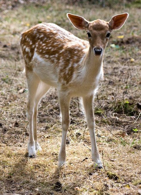 2,000+ Best Deer Photos · 100% Free Download · Pexels Stock Photos Deer Deterent, Irish Spring Soap, Deer Repellant, Wild Deer, Deer Photos, Deer Pictures, Deer Resistant Plants, Fallow Deer, Whitetail Deer