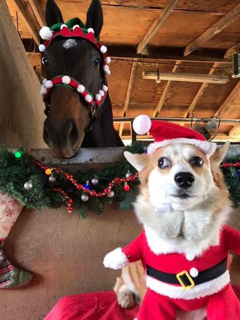 My co-workers dog isn't a fan of the annual Christmas photo Horse In Winter, Teach Dog Tricks, Dog Christmas Pictures, Laughing Animals, Christmas Cuties, Christmas Horse, Photo Funny, Cringe Meme, Santa Dog