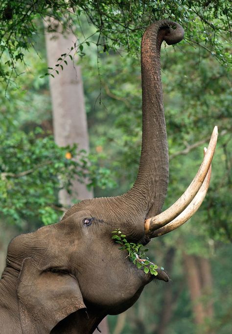 Elephant Eating, Elephants Never Forget, Elephants Photos, Save The Elephants, Asian Elephant, Elephant Love, African Elephant, An Elephant, African Animals