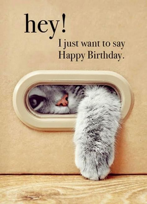 Bday Quotes, Happy Birthday Cat, Funny Happy Birthday Wishes, Birthday Memes, Birthday Wishes Flowers, Birthday Greetings Friend, Happy Birthday Art, Happy Birthday Greetings Friends, Happy Birthday Quotes Funny