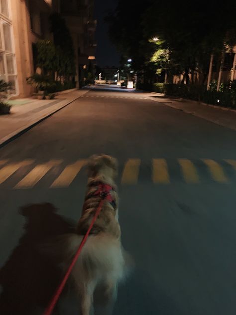 Dark Dogs Aesthetic, Golden Retriever Dark Aesthetic, Dog Night Aesthetic, Aimee Aesthetic Core, City Dog Aesthetic, Aimee Core Aesthetic, Golden Dog Aesthetic, Aishwarya Core, Dark Dog Aesthetic