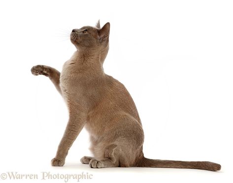 Photograph of Blue Burmese cat sitting and pointing. Rights managed white background image. Cat Sitting Looking Up, Cat Sitting Side View, Cat Sitting Reference, Cozy Window, Cats Png, Real Background, Cats Sitting, Cat Poses, Cat References