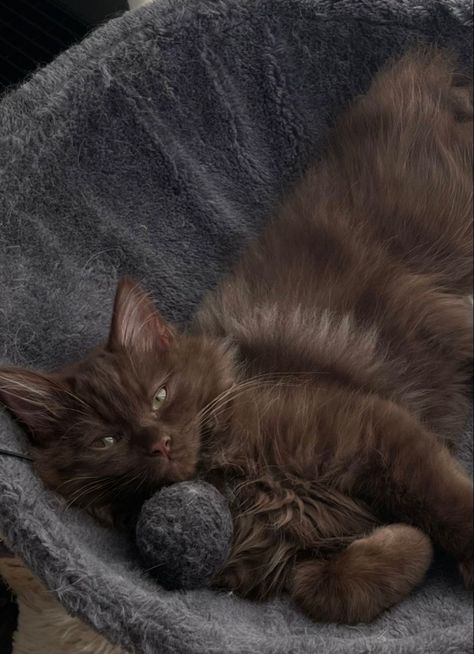 Brown Mancoon Cat, Brown Maincoon Cat, Brown Fluffy Cat, Brown Ragdoll Cat, Brown Aesthetic Pfp, York Chocolate Cat, Chocolate Brown Cat, Dark Brown Cat, Pfp Cats