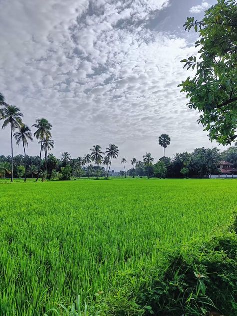 Natural beauty in Kerala at palakka Kerala, Natural Beauty, Places To Visit, Quick Saves, Beauty, Nature