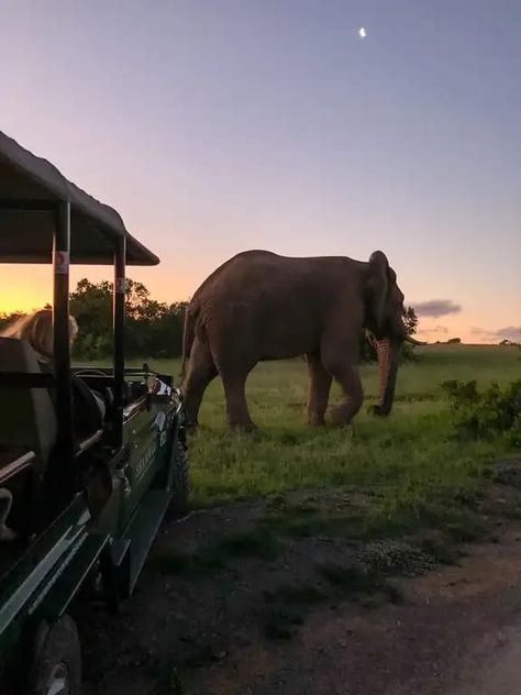 Shamwari Game Reserve, Game Drive Safari Aesthetic, Safari Aesthetic, Safari Vehicle, African Safari Animals, Africa Holiday, Game Reserve South Africa, Safari Elephant, Elephant Safari