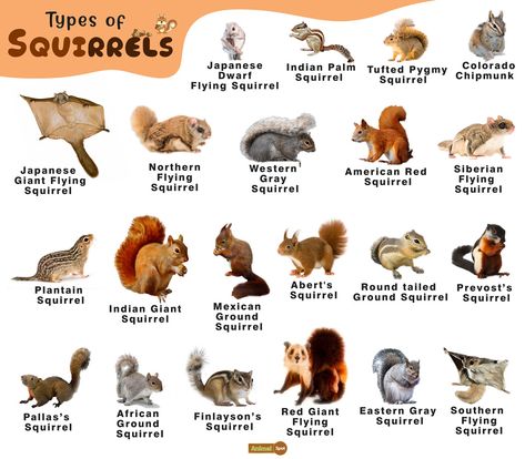 Squirrel Facts, Types, Diet, Lifespan, Habitat, Behavior Baby Flying Squirrel, Squirrel Species, American Red Squirrel, Herbivorous Animals, Giant Squirrel, Cats Pretty, Eastern Gray Squirrel, Crazy Animals, Therian Stuff