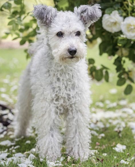 Pumi Dog, Puli Dog, Cheap Thrills, Dream Dog, Pet Advice, Lucky Dog, Paws And Claws, Dog Show, Cattle Dog