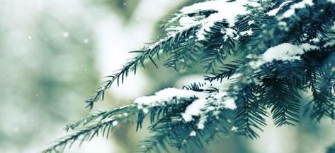 15 Things You Could Forage in Winter - The Lost Herbs Nature Winter, Zero Wallpaper, Wallpapers Desktop, Reference Drawing, Winter Background, Winter Photo, Pine Branch, Winter Wallpaper, Tree Wallpaper