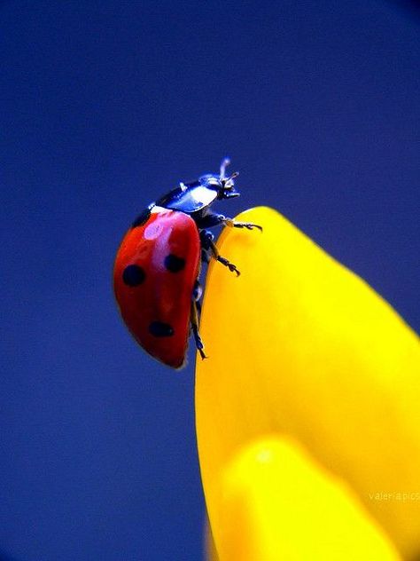 Lady Beetle, A Ladybug, A Bug's Life, Colour Combos, Bright Winter, Lucky Ladies, Beautiful Bugs, Creepy Crawlies, Jolie Photo