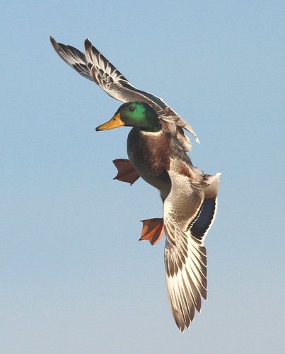 Waterfowl Photography, Waterfowl Hunting Gear, Duck Flying, Ducks Flying, Duck Mount, Waterfowl Taxidermy, Waterfowl Art, Flying Duck, Duck Pictures