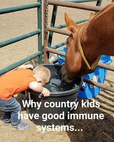 Farm Jokes, Horse Quotes Funny, Farm Humor, Country Videos, Country Jokes, Farm Kids, Funny Horses, Country Girl Quotes, Country Memes