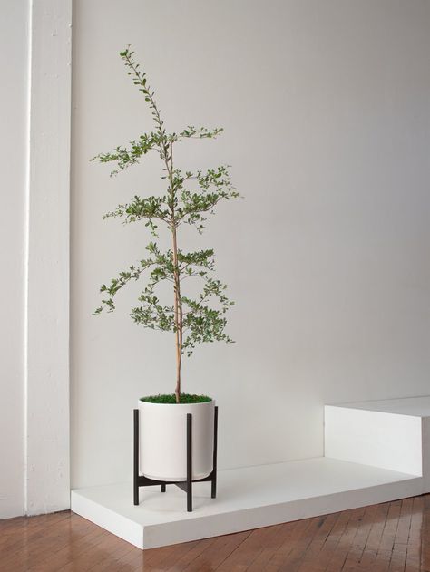 Shady Lady Tree Indoor, Small Olive Tree In Pot, Shady Lady Black Olive Tree, How To Take Care Of Olive Tree, Dunelm Olive Tree, Shady Lady Tree, Olive Tree Varieties, Black Olive Tree, Tree Indoor