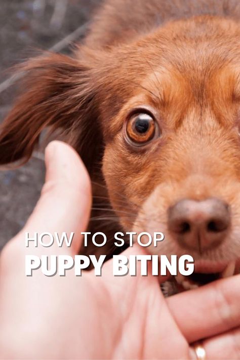 As a new puppy owner, one of your first challenges is addressing the natural behavior of puppy biting. Discover how to train your puppy not to bite and promote good behavior with this helpful article on Rebarkable. Learn about the reasons why puppies bite, how to distinguish between aggressive and playful behavior, and why it's important to provide appropriate toys and encourage gentle play. Puppy Biting Tips, How To Train A Puppy Not To Bite, Puppy Biting Training Tips, Puppy Training Biting, Train Your Puppy, Puppy Biting, Good Behavior, Pet Blog, Human Babies